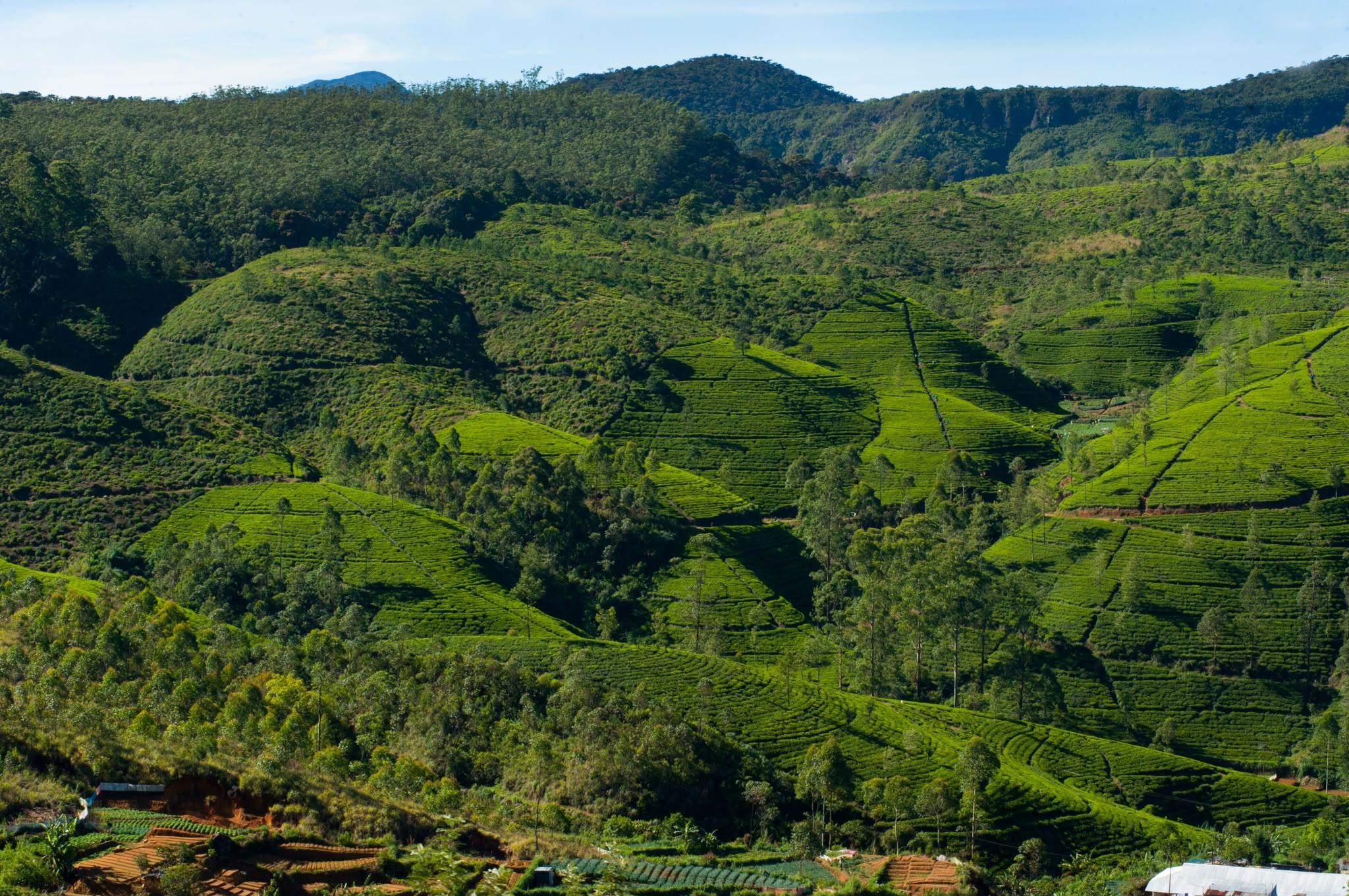 Nuwara Eliya & Tea Trails, Sri Lanka