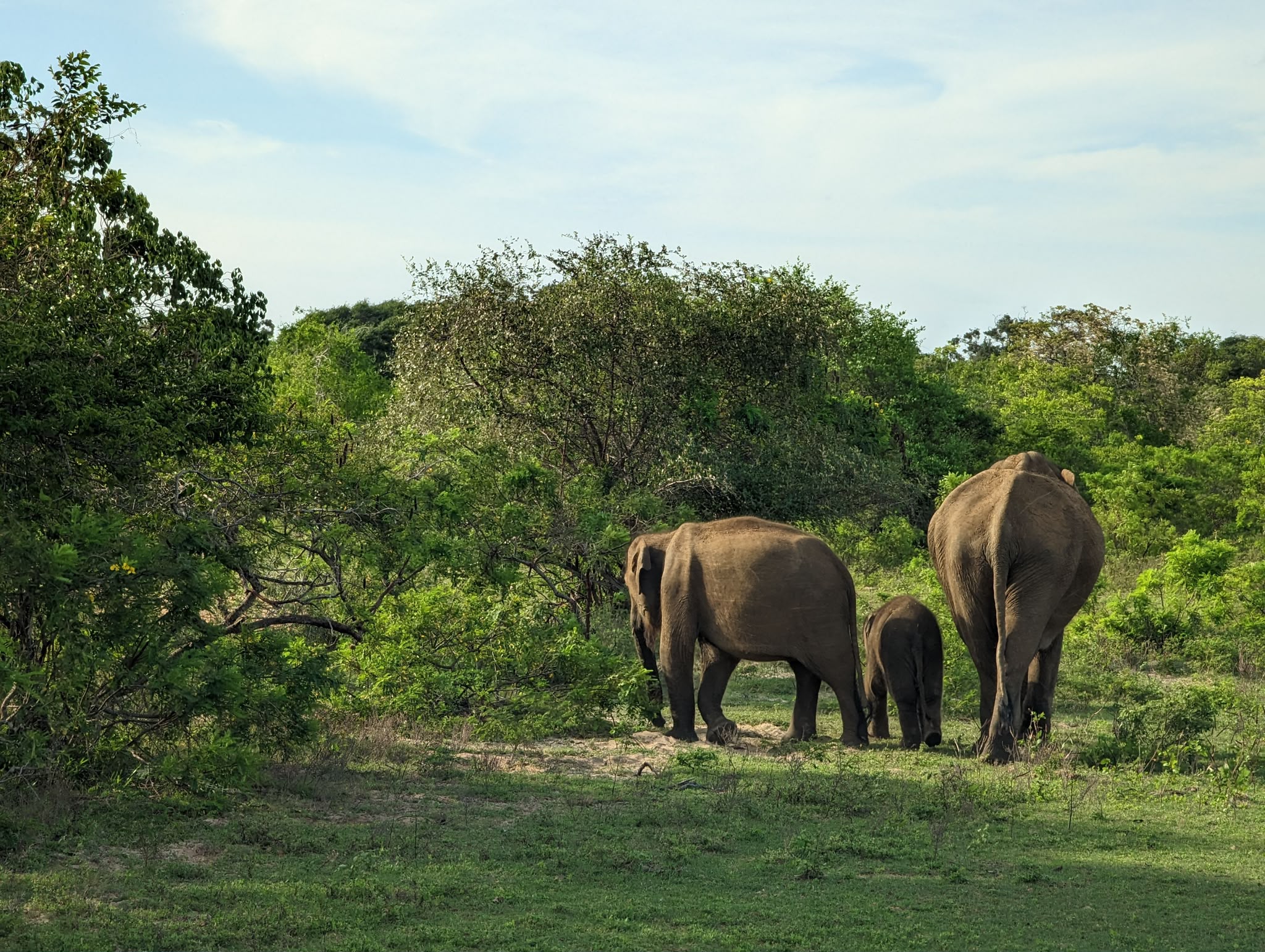 Yala & Wilpattu, Sri Lanka